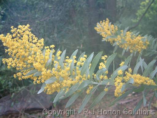 Acacia covenyi_1 